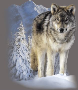 Lago Apparel Apparel T-shirt Winter Wolf