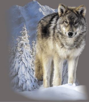 Wolf standing in snow with snowy trees and mountain in background.